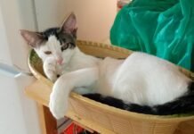 La concejalía de Protección Animal contabiliza la recogida de 339 animales abandonados en los primeros siete meses del año en Alicante