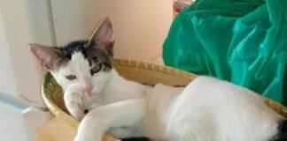 La concejalía de Protección Animal contabiliza la recogida de 339 animales abandonados en los primeros siete meses del año en Alicante