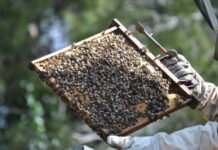 Las reacciones alérgicas graves por picaduras de avispas y abejas aumentan en los últimos años en la Región de Murcia