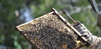 Las reacciones alérgicas graves por picaduras de avispas y abejas aumentan en los últimos años en la Región de Murcia