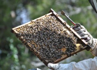 Las reacciones alérgicas graves por picaduras de avispas y abejas aumentan en los últimos años en la Región de Murcia