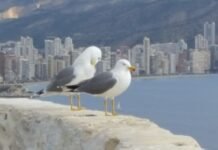 Benidorm patenta la incompatibilidad cruzada, llamada también «incongruencia»