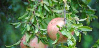 Las exportaciones de la Comunidad Valenciana superaron los 18.758 millones de euros en enero-julio de 2021