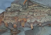 Aparecen restos fósiles de especies de anfibios y tiburones de más de 300 millones de años en una cantera y dos minas de Puertollano