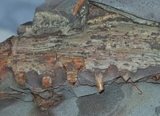 Aparecen restos fósiles de especies de anfibios y tiburones de más de 300 millones de años en una cantera y dos minas de Puertollano