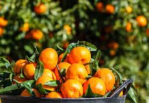 Agricultura prueba un tratamiento clásico contra el «cotonet» que demuestra una alta eficacia en la salud de los cítricos
