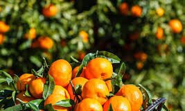 Agricultura prueba un tratamiento clásico contra el «cotonet» que demuestra una alta eficacia en la salud de los cítricos