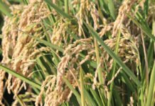 Transición Ecológica impulsa la producción de gas renovable a partir de la paja del arroz en la Comunidad Valenciana