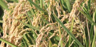 Transición Ecológica impulsa la producción de gas renovable a partir de la paja del arroz en la Comunidad Valenciana