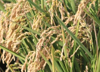 Transición Ecológica impulsa la producción de gas renovable a partir de la paja del arroz en la Comunidad Valenciana