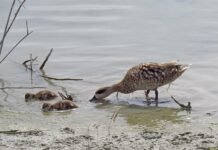 El programa de reintroducción de la cerceta pardilla recupera sus poblaciones en la Comunitat Valenciana