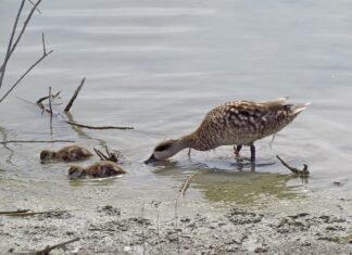 El programa de reintroducción de la cerceta pardilla recupera sus poblaciones en la Comunitat Valenciana
