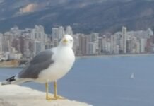 ¡Vivir para ver las cosas que dimanan desde el Ayuntamiento de Benidorm!