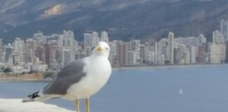 ¡Vivir para ver las cosas que dimanan desde el Ayuntamiento de Benidorm!
