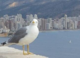 ¡Vivir para ver las cosas que dimanan desde el Ayuntamiento de Benidorm!