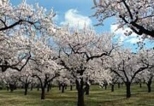 Agricultura pone en marcha un plan de ayudas para iniciar la replantación de parcelas afectadas por la Xylella fastidiosa