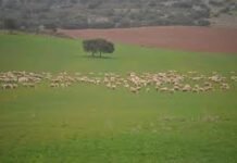 El gobierno valenciano aprueba el decreto sobre los requisitos de la formación en materia de bienestar animal