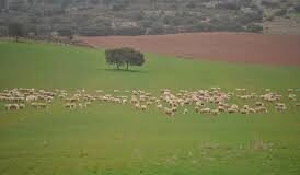 El gobierno valenciano aprueba el decreto sobre los requisitos de la formación en materia de bienestar animal