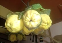 Agricultura impulsa en la Comunidad Valenciana un Plan de Acción pionero contra el desperdicio alimentario