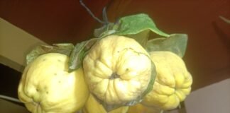 Agricultura impulsa en la Comunidad Valenciana un Plan de Acción pionero contra el desperdicio alimentario