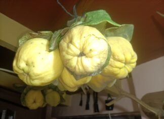 Agricultura impulsa en la Comunidad Valenciana un Plan de Acción pionero contra el desperdicio alimentario