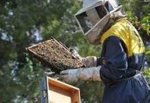 Agricultura destinará 2.200.000 euros en ayudas a los apicultores de la Comunidad Valenciana en 2022