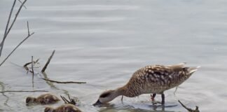 El medio ambiente de España será defendido en Europa por los equipos de la Generalitat Valenciana este 2022