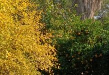 Transición Ecológica inicia las celebraciones del Día del Árbol con más de 20 actividades este fin de semana en la Comunidad Valenciana