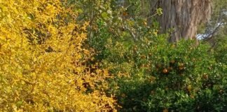 Transición Ecológica inicia las celebraciones del Día del Árbol con más de 20 actividades este fin de semana en la Comunidad Valenciana