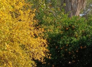 Transición Ecológica inicia las celebraciones del Día del Árbol con más de 20 actividades este fin de semana en la Comunidad Valenciana