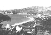 Los plenarios de Benidorm y sus «ganaderías»