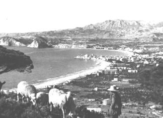 Los plenarios de Benidorm y sus «ganaderías»