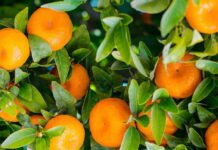 El Consell aprueba la declaración de emergencia para el suministro de productos fitosanitarios de control del ‘cotonet’ en cítricos