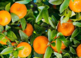 El Consell aprueba la declaración de emergencia para el suministro de productos fitosanitarios de control del ‘cotonet’ en cítricos