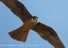 El halcón de Eleonora sale del Catálogo de Especies de Fauna Amenazadas de la Comunitat Valenciana