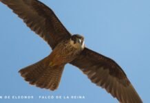 El halcón de Eleonora sale del Catálogo de Especies de Fauna Amenazadas de la Comunitat Valenciana