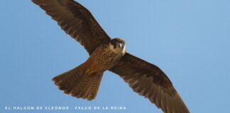 El halcón de Eleonora sale del Catálogo de Especies de Fauna Amenazadas de la Comunitat Valenciana