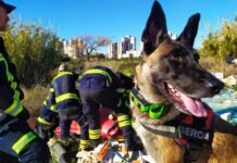 Muere la perra Piba considerada un bombero más de Alicante
