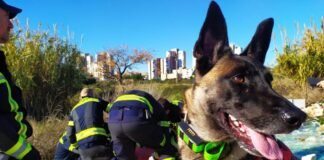 Muere la perra Piba considerada un bombero más de Alicante