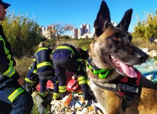 Muere la perra Piba considerada un bombero más de Alicante