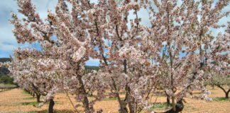 Murcia incrementa sus exportaciones un 20% en lo que llevamos del año 2022