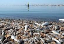 La biomasa retirada por el Gobierno regional en el Mar Menor asciende a más de 5.900 toneladas en lo que va de año