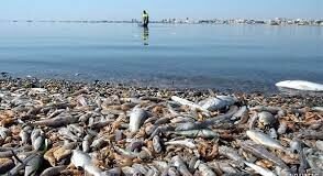 La biomasa retirada por el Gobierno regional en el Mar Menor asciende a más de 5.900 toneladas en lo que va de año