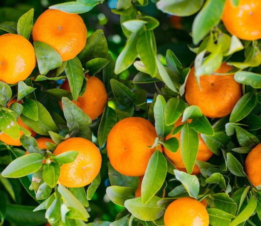 Agricultura aplaude la aprobación del tratamiento frío para la importación de naranja valenciana en la UE