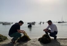 Murcia retira más de 10.500 toneladas de biomasa del Mar Menor para evitar que afecte al estado de su ecosistema