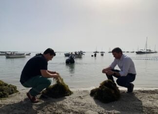 Murcia retira más de 10.500 toneladas de biomasa del Mar Menor para evitar que afecte al estado de su ecosistema