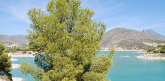 El Consell declara de emergencia los trabajos para controlar el brote de botulismo en zonas húmedas protegidas del sur de Alicante