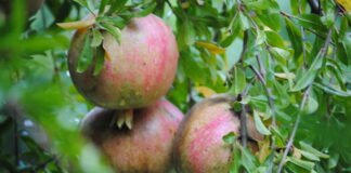 Agricultura convierte Valencia en capital mundial de prevención y lucha biológica en los cultivos