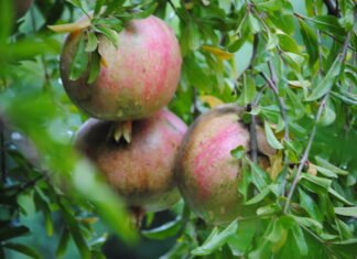 Agricultura convierte Valencia en capital mundial de prevención y lucha biológica en los cultivos