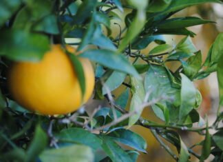 La Región de Murcia destina a la exportación el 85 por ciento de la producción ecológica con Alemania como principal destino